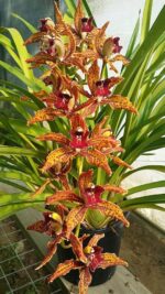 Cymbidium Beatriz Kunning - IMPORTADA - COLEÇÃO