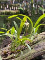 Bulbophyllum Regnellii - Imagem 2