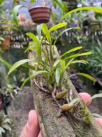Bulbophyllum Regnellii - Imagem 4