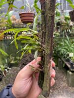 Bulbophyllum Regnellii - Imagem 5