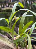 Bulbophyllum Regnellii - Imagem 3