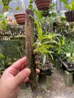 Bulbophyllum Regnellii - Imagem 6