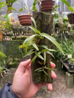 Bulbophyllum Regnellii - Imagem 7