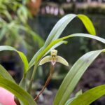 Bulbophyllum Regnellii