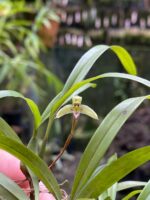 Bulbophyllum Regnellii