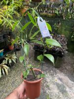 Vanilla Planifolia - Orquídea Baunilha - Imagem 2