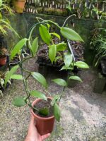 Vanilla Planifolia - Orquídea Baunilha - Imagem 3