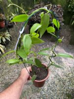 Vanilla Planifolia - Orquídea Baunilha - Imagem 7