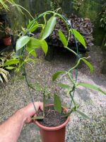 Vanilla Planifolia - Orquídea Baunilha - Imagem 6