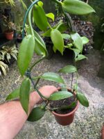 Vanilla Planifolia - Orquídea Baunilha - Imagem 4