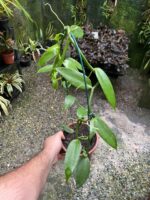 Vanilla Planifolia - Orquídea Baunilha - Imagem 5