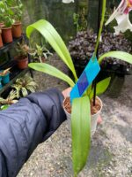 Beallara Tahoma ''Glacier'' - Imagem 6