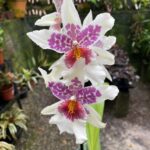 Beallara Tahoma ''Glacier''