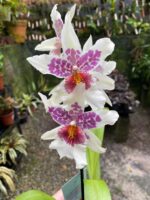 Beallara Tahoma ''Glacier''