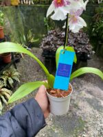 Beallara Tahoma ''Glacier'' - Imagem 5