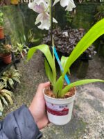 Beallara Tahoma ''Glacier'' - Imagem 4