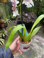 Beallara Tahoma ''Glacier'' - Imagem 3