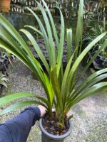 Cymbidium Beatriz Kunning - IMPORTADA - COLEÇÃO - Imagem 2