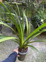 Cymbidium Beatriz Kunning - IMPORTADA - COLEÇÃO - Imagem 4