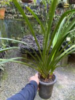 Cymbidium Beatriz Kunning - IMPORTADA - COLEÇÃO - Imagem 5