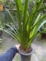 Cymbidium Beatriz Kunning - IMPORTADA - COLEÇÃO - Imagem 3