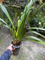 Cymbidium Beatriz Kunning - IMPORTADA - COLEÇÃO - Imagem 6