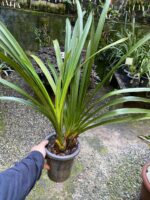 Cymbidium Beatriz Kunning - IMPORTADA - COLEÇÃO - Imagem 8