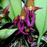 Bulbophyllum Levanae - COLEÇÃO
