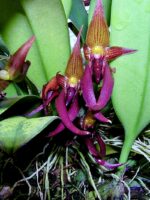 Bulbophyllum Levanae - COLEÇÃO