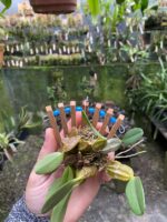 Dendrobium Lindleyi - Imagem 6