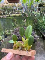 Dendrobium Lindleyi - Imagem 8