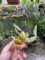 Dendrobium Lindleyi - Imagem 5