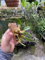 Dendrobium Lindleyi - Imagem 3