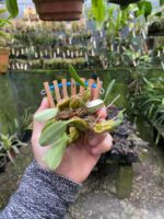 Dendrobium Lindleyi - Imagem 2