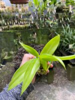 Dendrobium Antennatum - COLEÇÃO - Imagem 6