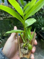 Dendrobium Antennatum - COLEÇÃO - Imagem 7