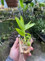 Dendrobium Antennatum - COLEÇÃO - Imagem 5