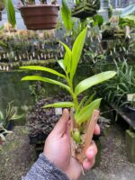 Dendrobium Antennatum - COLEÇÃO - Imagem 4