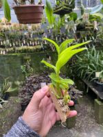 Dendrobium Antennatum - COLEÇÃO - Imagem 3