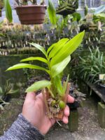 Dendrobium Antennatum - COLEÇÃO - Imagem 2