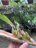 Bulbophyllum Levanae - COLEÇÃO - Imagem 6