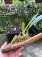 Bulbophyllum Levanae - COLEÇÃO - Imagem 7