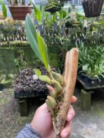 Bulbophyllum Levanae - COLEÇÃO - Imagem 4