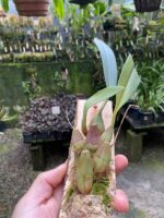 Bulbophyllum Levanae - COLEÇÃO - Imagem 5