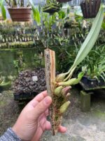 Bulbophyllum Levanae - COLEÇÃO - Imagem 3