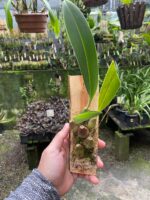 Bulbophyllum Levanae - COLEÇÃO - Imagem 2