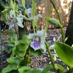 Dendrobium Antennatum - COLEÇÃO