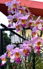 Papilionanthe Teres  - ( Vanda )