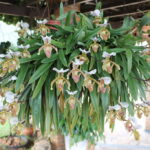 Paphiopedilum Leeanum - SAPATINHO