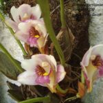 Bifrenaria Harrisoniae